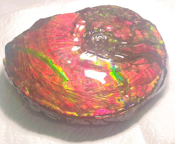 Ammonite Fossil - Placenticeras Intercalare　Ammolite in Matrix　AF-60 アンモナイト 完全体　プラセンティセラス　インターカラレ　アンモライト
