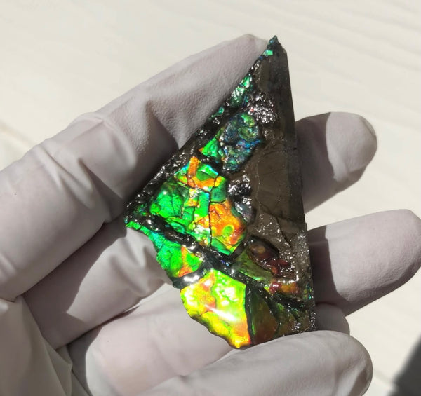 2"  Ammolite Rough Display Double-Sided  51mm - RS-22  Rough Stone Collection Ammolite