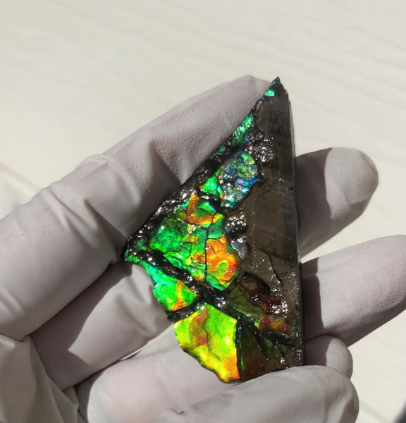 2"  Ammolite Rough Display Double-Sided  51mm - RS-22  Rough Stone Collection Ammolite