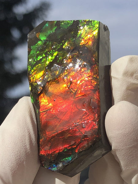 2"  Ammolite Rough Display Double-Sided  51mm - RS-23  Rough Stone Collection Ammolite