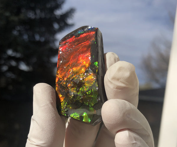 2"  Ammolite Rough Display Double-Sided  51mm - RS-23  Rough Stone Collection Ammolite