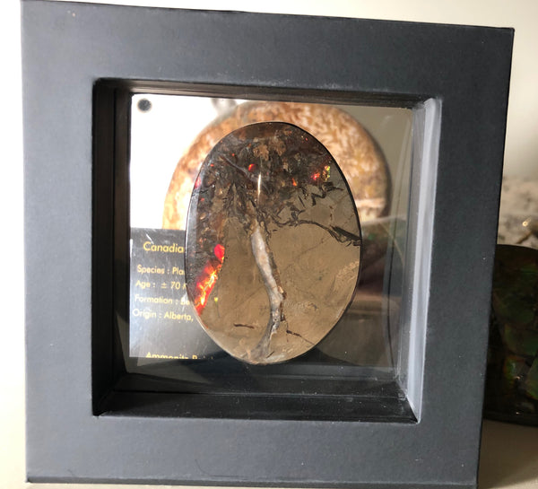 55x41x6㎜  LARGE Natural  Free Form . FFNT 139 Ammolite  BEAUTY ナチュラル　ルース　アンモライト フリーフォーム