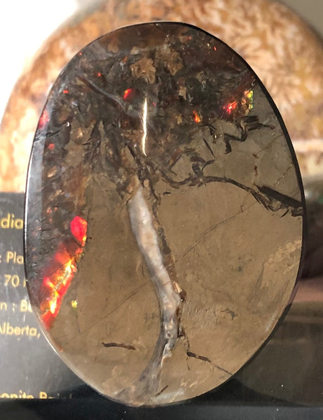 55x41x6㎜  LARGE Natural  Free Form . FFNT 139 Ammolite  BEAUTY ナチュラル　ルース　アンモライト フリーフォーム