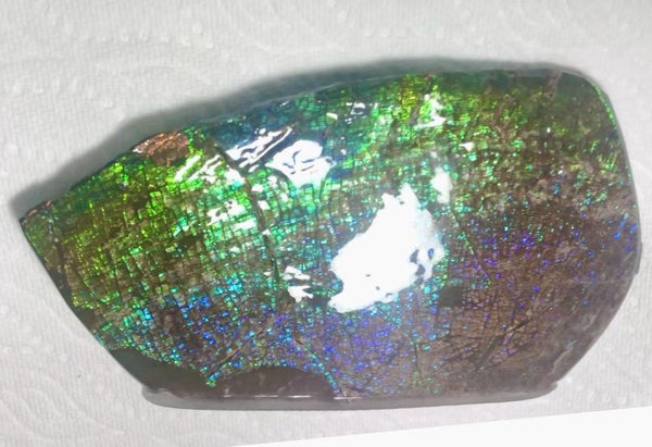 Dragon Skin Collector Stone Double Sided Specimen - CS-206***FREE SHIPPING****アンモライト　コレクターストーン