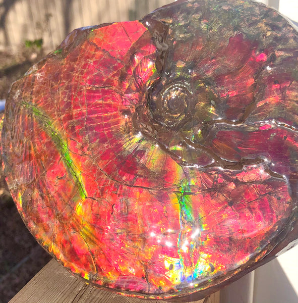 Ammonite Fossil - Placenticeras Intercalare　Ammolite in Matrix　AF-60 アンモナイト 完全体　プラセンティセラス　インターカラレ　アンモライト