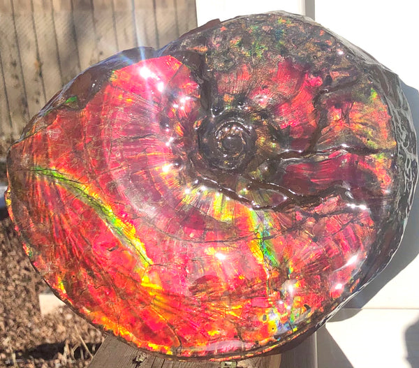 Ammonite Fossil - Placenticeras Intercalare　Ammolite in Matrix　AF-60 アンモナイト 完全体　プラセンティセラス　インターカラレ　アンモライト