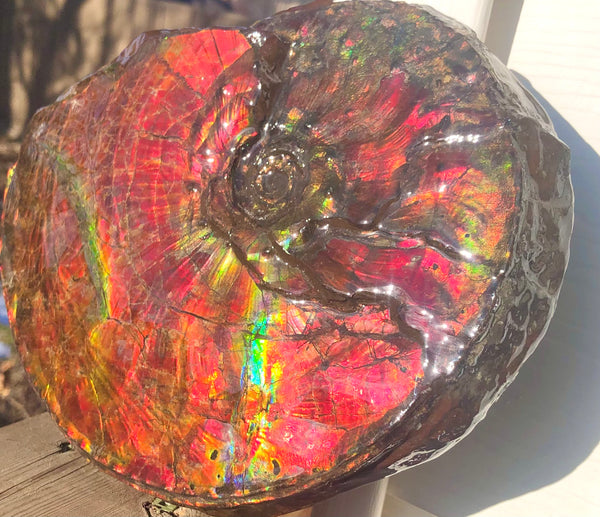 Ammonite Fossil - Placenticeras Intercalare　Ammolite in Matrix　AF-60 アンモナイト 完全体　プラセンティセラス　インターカラレ　アンモライト