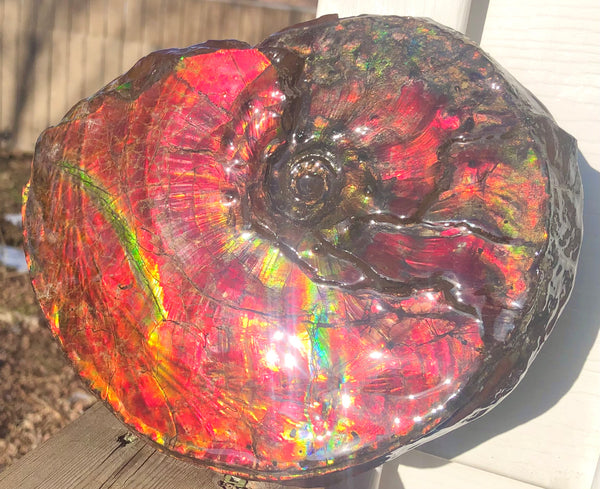 Ammonite Fossil - Placenticeras Intercalare　Ammolite in Matrix　AF-60 アンモナイト 完全体　プラセンティセラス　インターカラレ　アンモライト