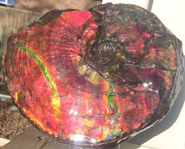 Ammonite Fossil - Placenticeras Intercalare　Ammolite in Matrix　AF-60 アンモナイト 完全体　プラセンティセラス　インターカラレ　アンモライト