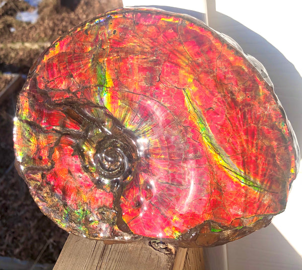 Ammonite Fossil - Placenticeras Intercalare　Ammolite in Matrix　AF-60 アンモナイト 完全体　プラセンティセラス　インターカラレ　アンモライト