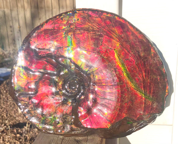 Ammonite Fossil - Placenticeras Intercalare　Ammolite in Matrix　AF-60 アンモナイト 完全体　プラセンティセラス　インターカラレ　アンモライト