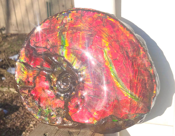 Ammonite Fossil - Placenticeras Intercalare　Ammolite in Matrix　AF-60 アンモナイト 完全体　プラセンティセラス　インターカラレ　アンモライト