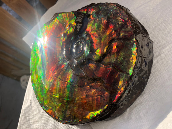 Ammonite Fossil - Placenticeras Intercalare　Ammolite in Matrix　AF-60 アンモナイト 完全体　プラセンティセラス　インターカラレ　アンモライト