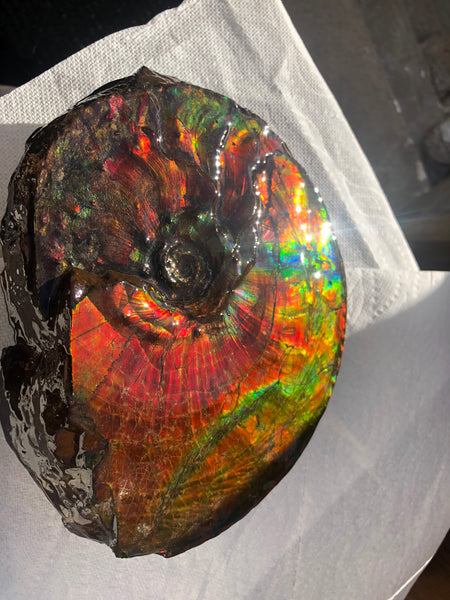 Ammonite Fossil - Placenticeras Intercalare　Ammolite in Matrix　AF-60 アンモナイト 完全体　プラセンティセラス　インターカラレ　アンモライト