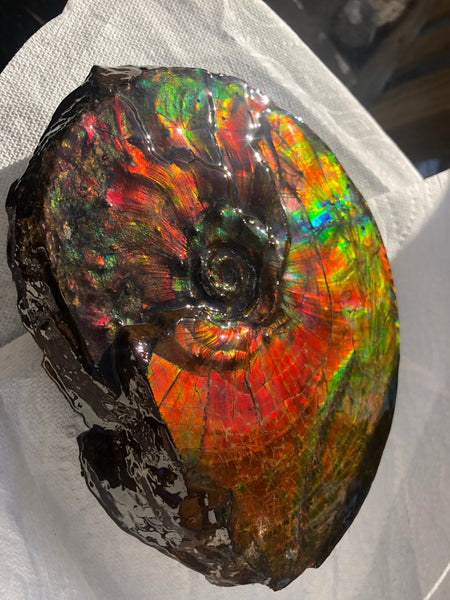 Ammonite Fossil - Placenticeras Intercalare　Ammolite in Matrix　AF-60 アンモナイト 完全体　プラセンティセラス　インターカラレ　アンモライト