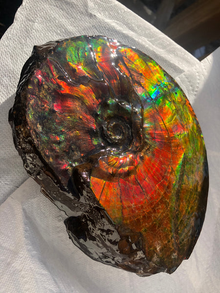 Ammonite Fossil - Placenticeras Intercalare　Ammolite in Matrix　AF-60 アンモナイト 完全体　プラセンティセラス　インターカラレ　アンモライト