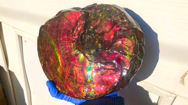 Ammonite Fossil - Placenticeras Intercalare　Ammolite in Matrix　AF-60 アンモナイト 完全体　プラセンティセラス　インターカラレ　アンモライト