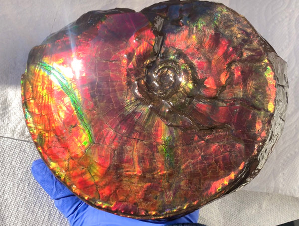 Ammonite Fossil - Placenticeras Intercalare　Ammolite in Matrix　AF-60 アンモナイト 完全体　プラセンティセラス　インターカラレ　アンモライト