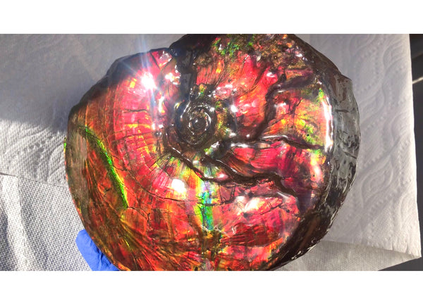 Ammonite Fossil - Placenticeras Intercalare　Ammolite in Matrix　AF-60 アンモナイト 完全体　プラセンティセラス　インターカラレ　アンモライト