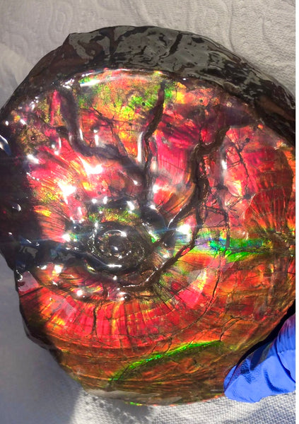 Ammonite Fossil - Placenticeras Intercalare　Ammolite in Matrix　AF-60 アンモナイト 完全体　プラセンティセラス　インターカラレ　アンモライト