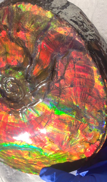 Ammonite Fossil - Placenticeras Intercalare　Ammolite in Matrix　AF-60 アンモナイト 完全体　プラセンティセラス　インターカラレ　アンモライト