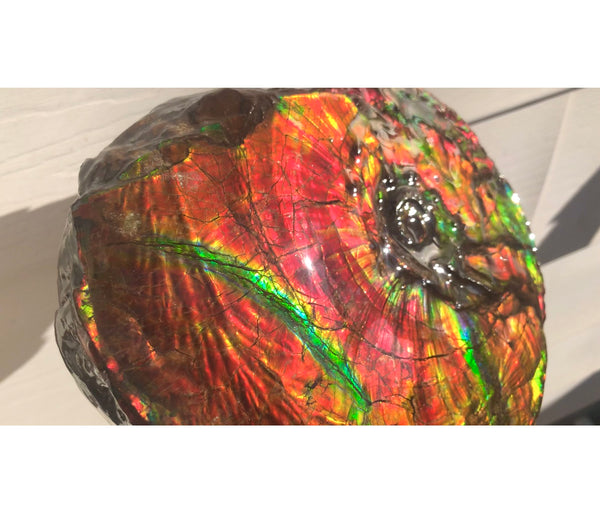Ammonite Fossil - Placenticeras Intercalare　Ammolite in Matrix　AF-60 アンモナイト 完全体　プラセンティセラス　インターカラレ　アンモライト