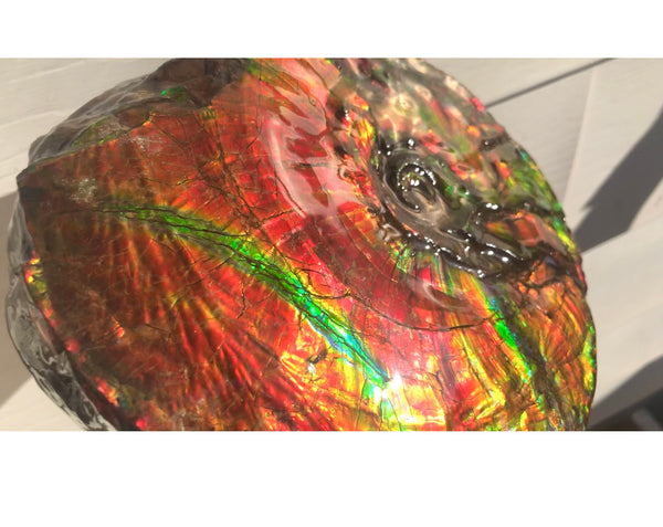 Ammonite Fossil - Placenticeras Intercalare　Ammolite in Matrix　AF-60 アンモナイト 完全体　プラセンティセラス　インターカラレ　アンモライト
