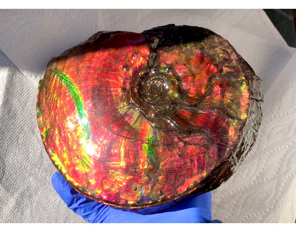 Ammonite Fossil - Placenticeras Intercalare　Ammolite in Matrix　AF-60 アンモナイト 完全体　プラセンティセラス　インターカラレ　アンモライト