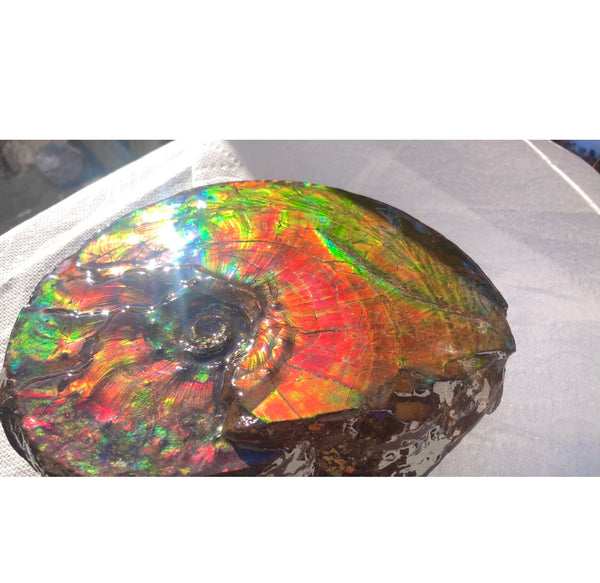Ammonite Fossil - Placenticeras Intercalare　Ammolite in Matrix　AF-60 アンモナイト 完全体　プラセンティセラス　インターカラレ　アンモライト