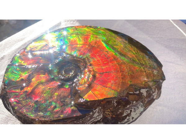Ammonite Fossil - Placenticeras Intercalare　Ammolite in Matrix　AF-60 アンモナイト 完全体　プラセンティセラス　インターカラレ　アンモライト