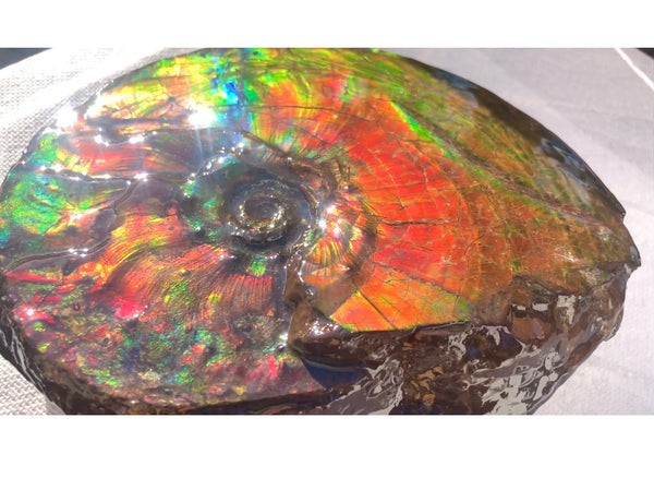 Ammonite Fossil - Placenticeras Intercalare　Ammolite in Matrix　AF-60 アンモナイト 完全体　プラセンティセラス　インターカラレ　アンモライト