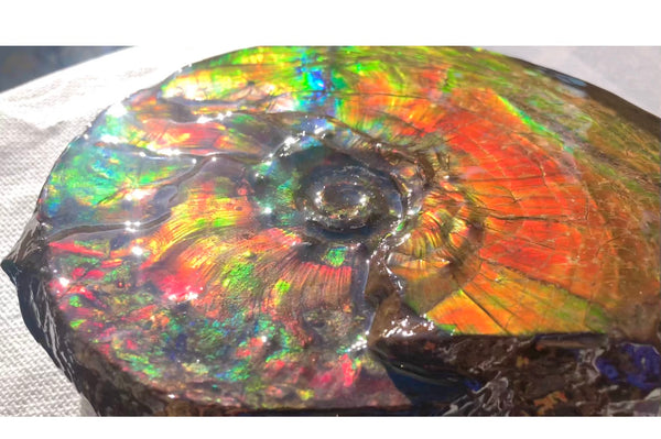 Ammonite Fossil - Placenticeras Intercalare　Ammolite in Matrix　AF-60 アンモナイト 完全体　プラセンティセラス　インターカラレ　アンモライト