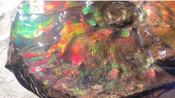 Ammonite Fossil - Placenticeras Intercalare　Ammolite in Matrix　AF-60 アンモナイト 完全体　プラセンティセラス　インターカラレ　アンモライト