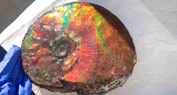 Ammonite Fossil - Placenticeras Intercalare　Ammolite in Matrix　AF-60 アンモナイト 完全体　プラセンティセラス　インターカラレ　アンモライト