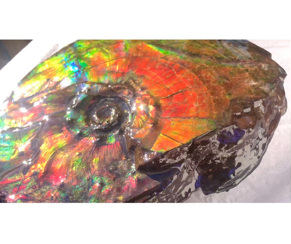 Ammonite Fossil - Placenticeras Intercalare　Ammolite in Matrix　AF-60 アンモナイト 完全体　プラセンティセラス　インターカラレ　アンモライト