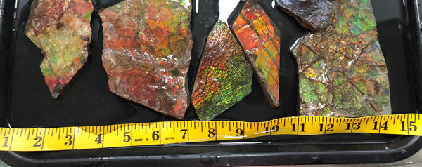 Ammolite Rough Stone Lot,  Rough Ammolite