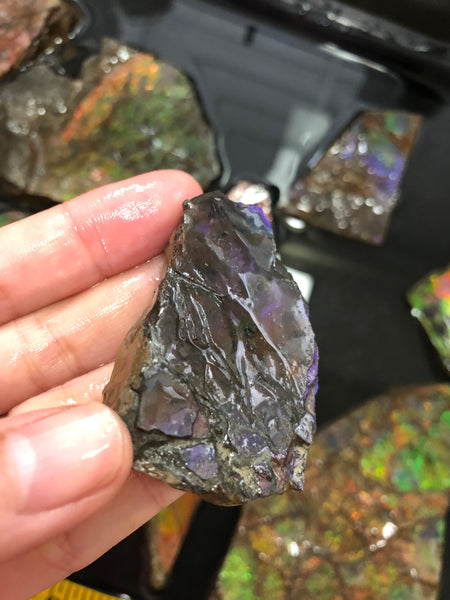 Ammolite Rough Stone Lot,  Rough Ammolite