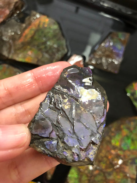 Ammolite Rough Stone Lot,  Rough Ammolite