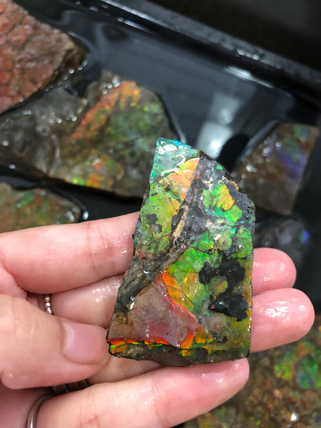 Ammolite Rough Stone Lot,  Rough Ammolite