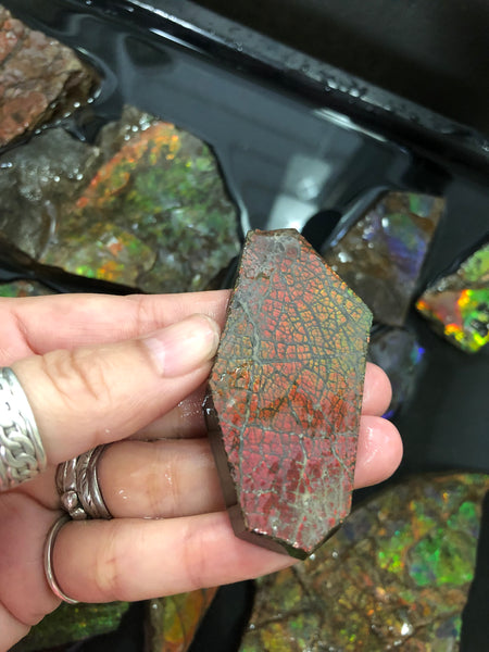 Ammolite Rough Stone Lot,  Rough Ammolite
