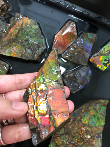 Ammolite Rough Stone Lot,  Rough Ammolite
