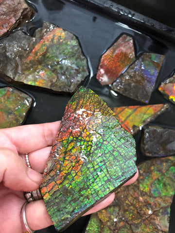 Ammolite Rough Stone Lot,  Rough Ammolite