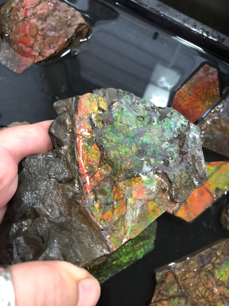 Ammolite Rough Stone Lot,  Rough Ammolite