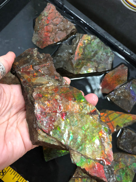 Ammolite Rough Stone Lot,  Rough Ammolite
