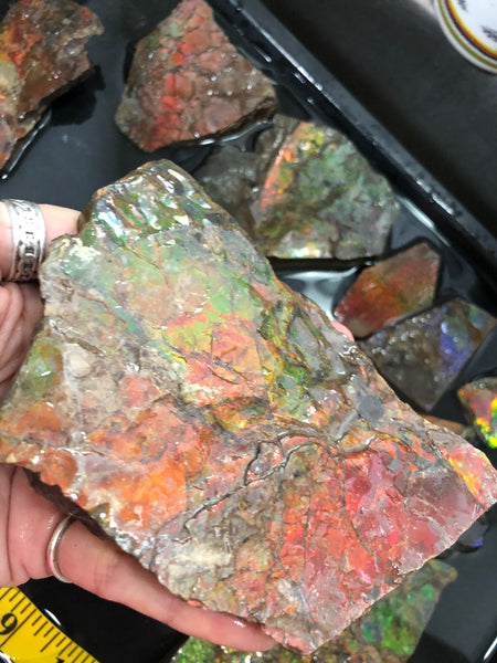 Ammolite Rough Stone Lot,  Rough Ammolite