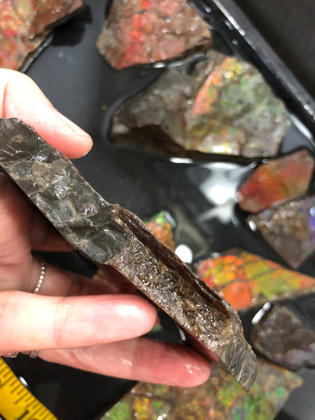 Ammolite Rough Stone Lot,  Rough Ammolite