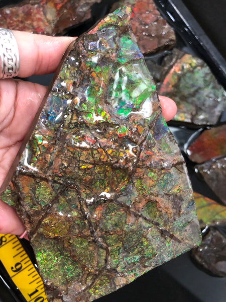 Ammolite Rough Stone Lot,  Rough Ammolite