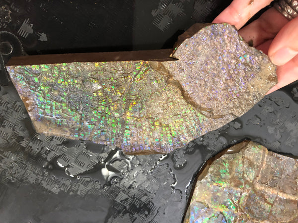 Ammolite Rough Stone Lot,  Rough Ammolite