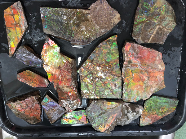 Ammolite Rough Stone Lot,  Rough Ammolite