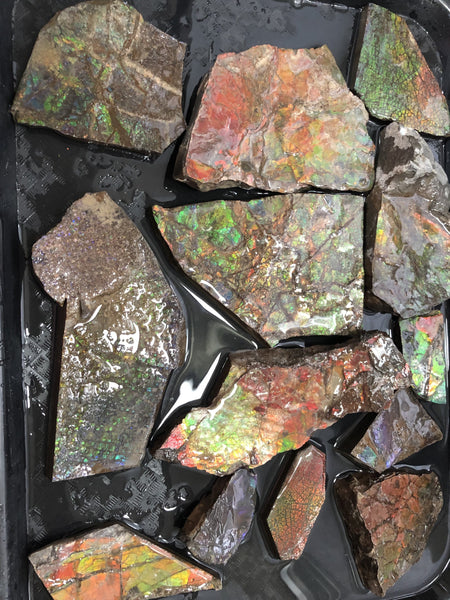 Ammolite Rough Stone Lot,  Rough Ammolite